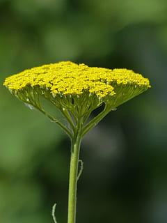 fernleaf, flower, blossom, bloom, yellow, achillea filipendulina HD wallpaper