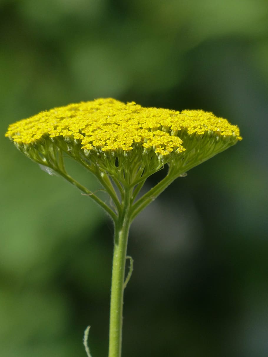 fernleaf, flower, blossom, bloom, yellow, achillea filipendulina HD wallpaper