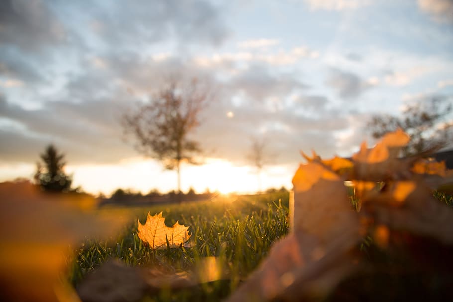 green, grass, tree, plant, nature, outdoor, playground, blur HD wallpaper