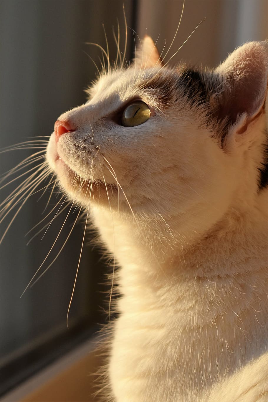 white and black cat near window, animal, creature, pet, white cat HD wallpaper
