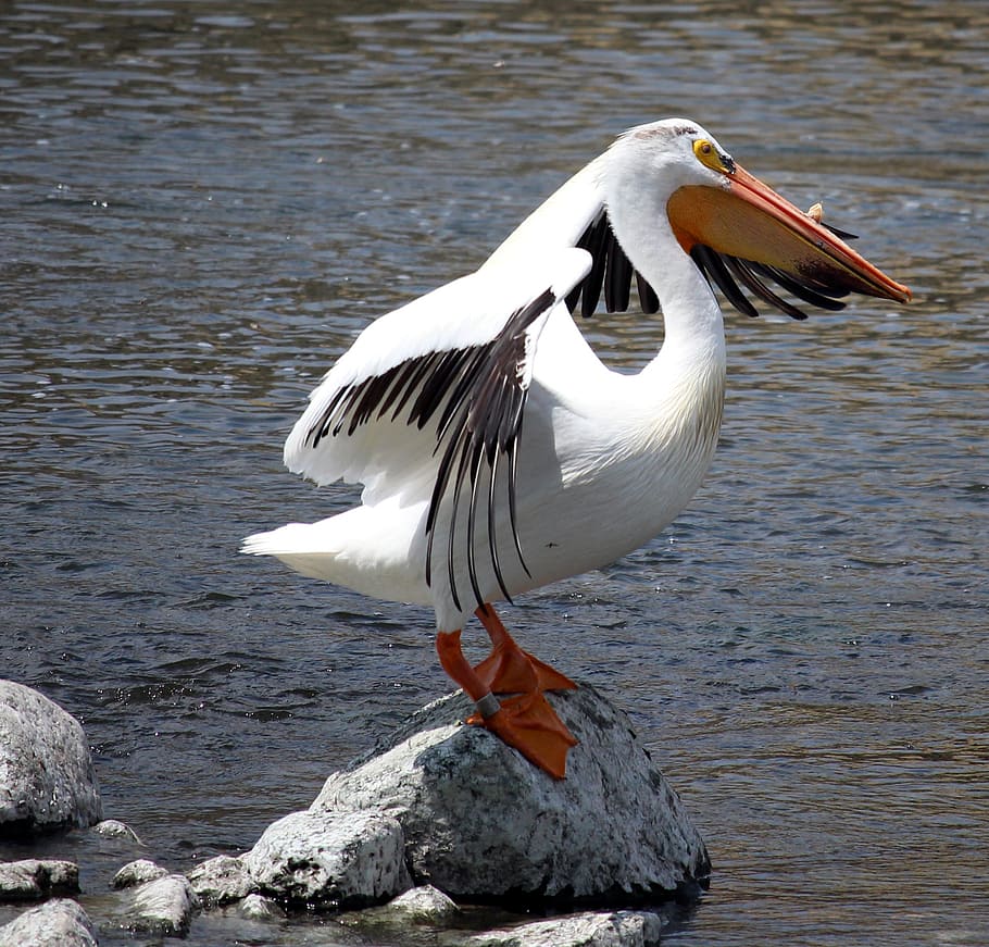 pelican, fox river, stretch, bird, big, white, wings, wisconsin HD wallpaper