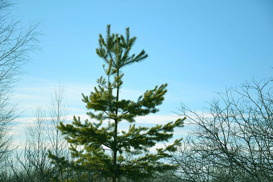 coniferous tree, pine, christmas tree, green, nature, sky, spring HD wallpaper