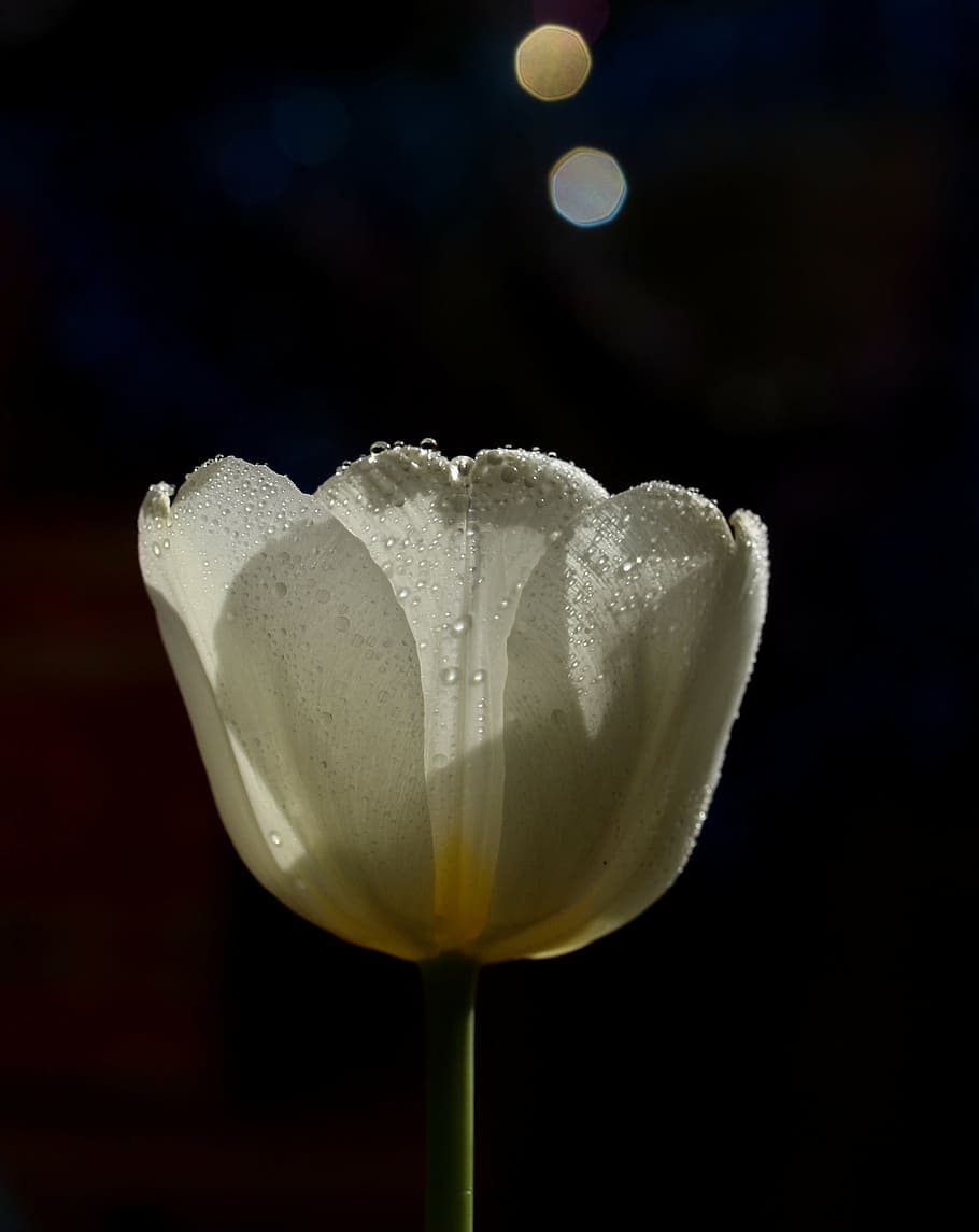 tulip, white, drops, flower, no people, night, black background HD wallpaper