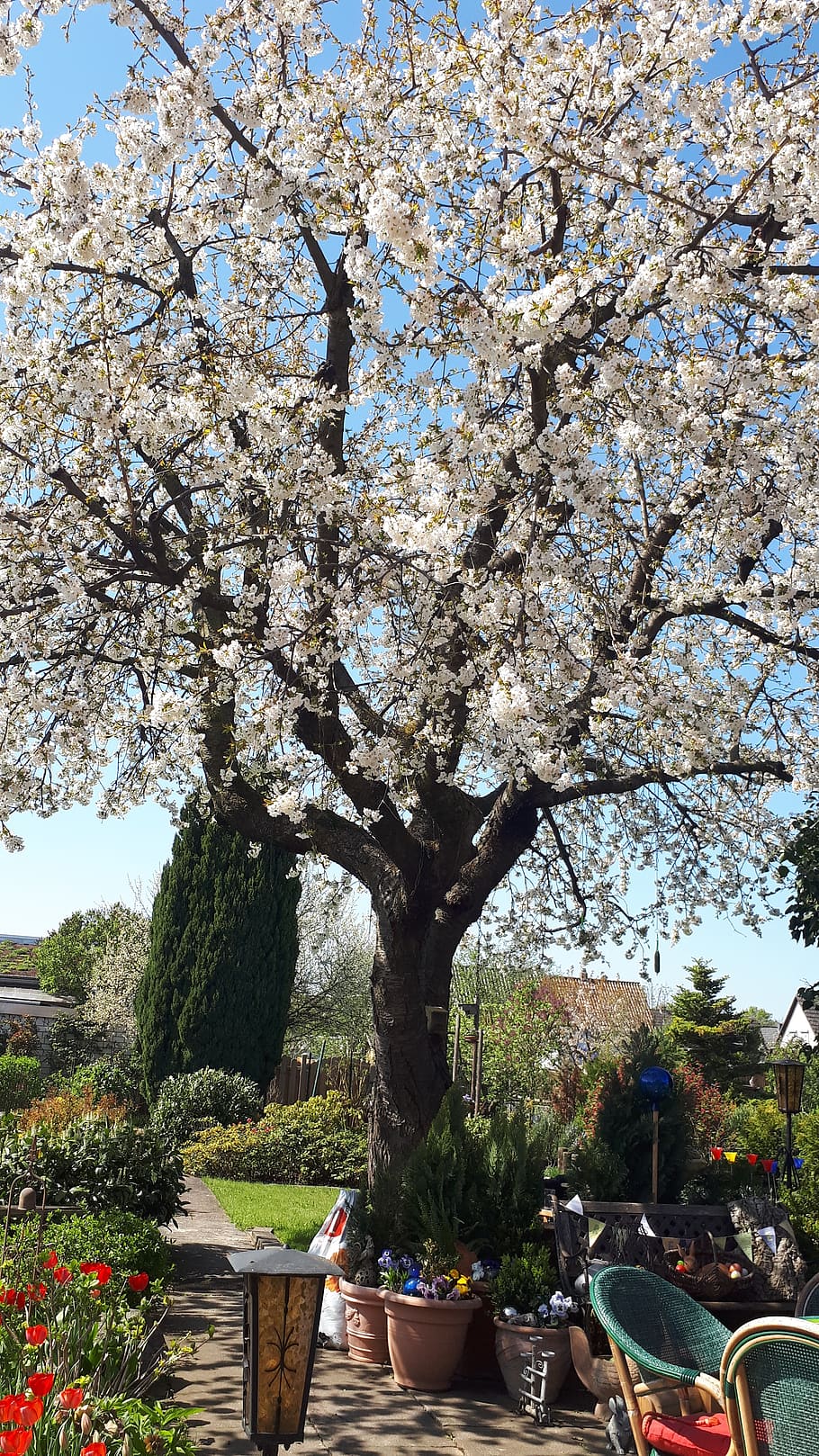spring, cherry, tree, plant, flowering plant, growth, blossom HD wallpaper
