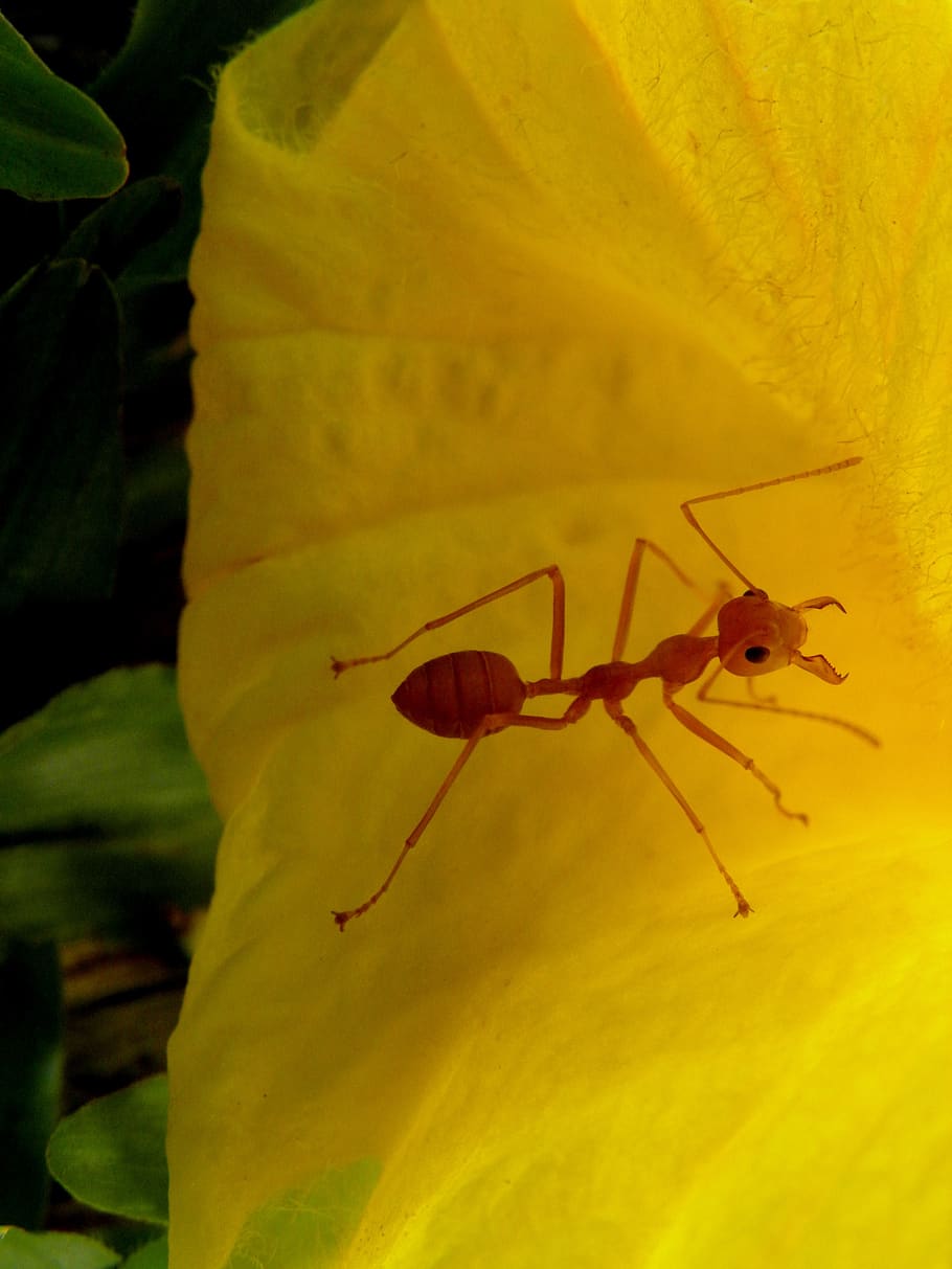 animals, ant, insects, nature, invertebrate, close-up, flower HD wallpaper