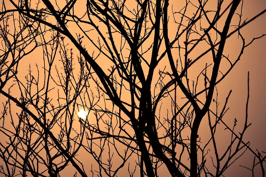 dusk tree, by sunshine, sunset, messy branches, no people, plant HD wallpaper