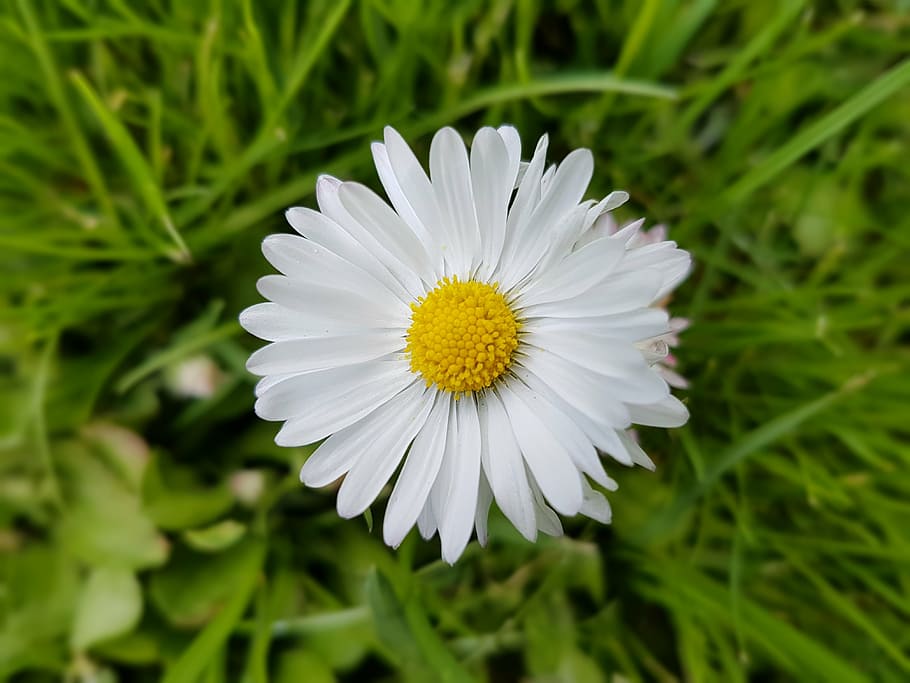 daisies, spring, flowers, meadow, daisy, nature, summer, plant HD wallpaper