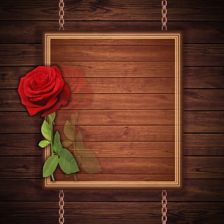 red rose flower illustration, card, design, texture, background HD wallpaper