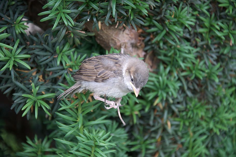 animals, bird, sparrow, height, balance, young, animal themes HD wallpaper