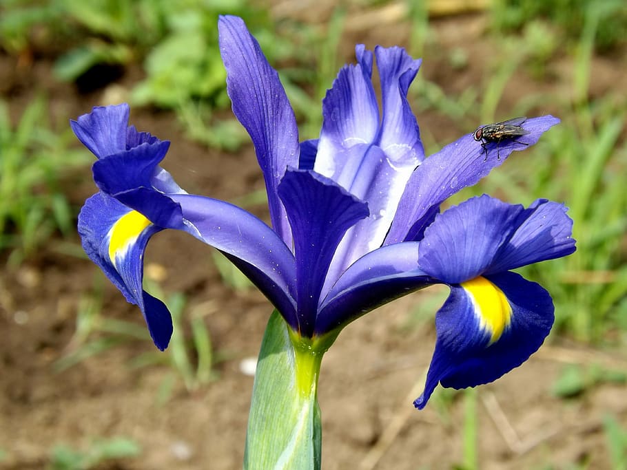 iris, flower, iris pseudarocus, violet, flowering plant, fragility HD wallpaper