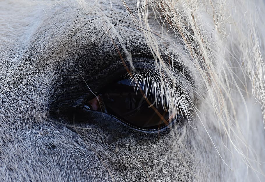 close up photo of horse eye, mold, view, reiterhof, animal HD wallpaper