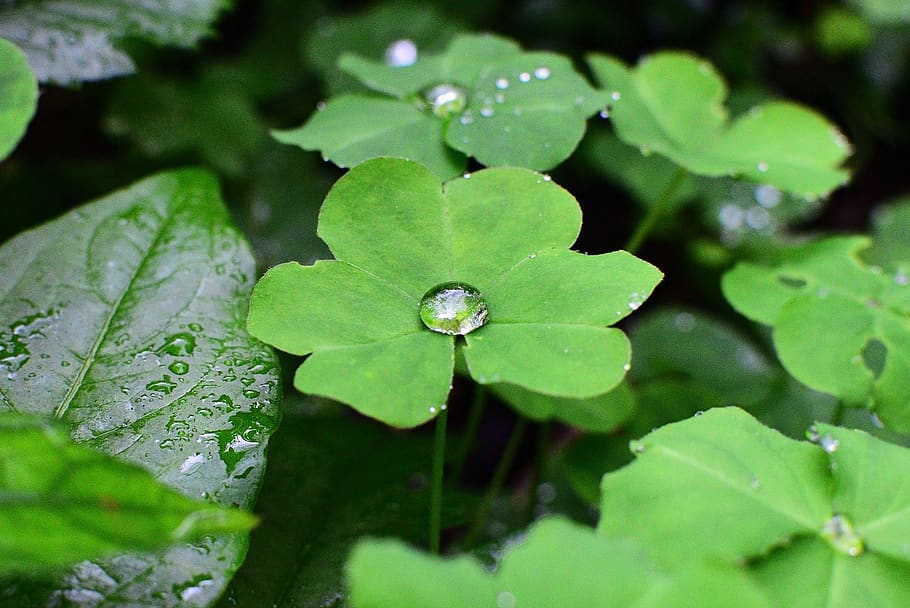 leaf, plant, plant part, drop, water, green color, wet, close-up HD wallpaper