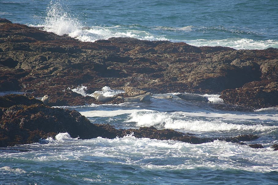 Fort Bragg, Ocean, Rocks, California, water, sea, coast, beach, HD wallpaper