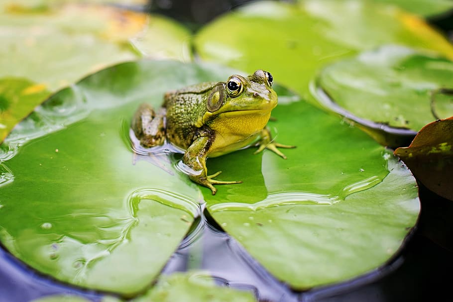 HD   Shallow Focus Photography Of Green Frog Bull Frog Pond   Bull Frog Green Pond Lily Pad 