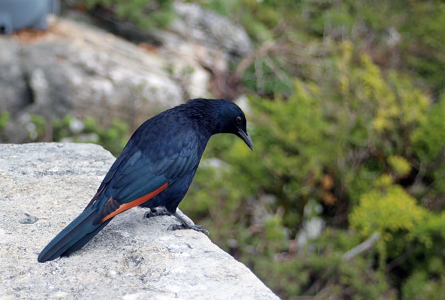 bird, black, plumage, feather, nature, birds, animal, shiny HD wallpaper