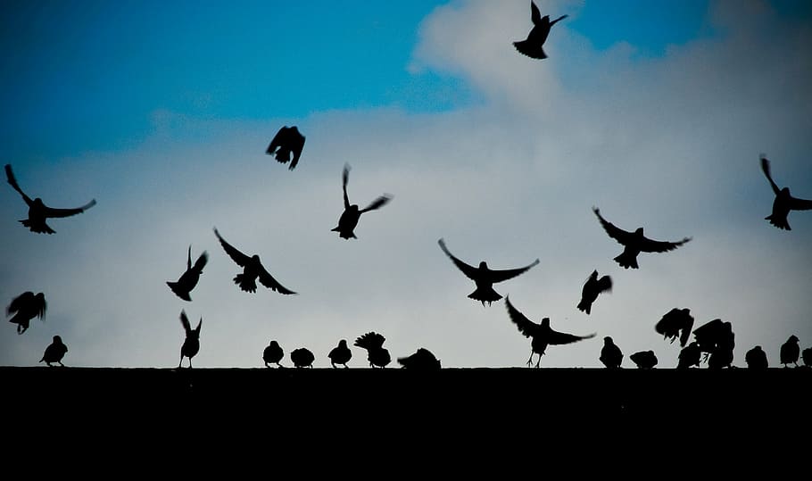 silhouette of flying birds under white clouds, daytime, animals HD wallpaper