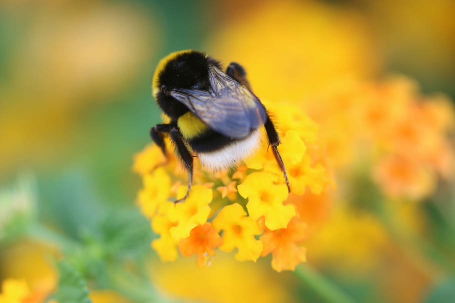 Bee, Flower, Spring, Green, Macro, nature, plant, garden, one animal HD wallpaper