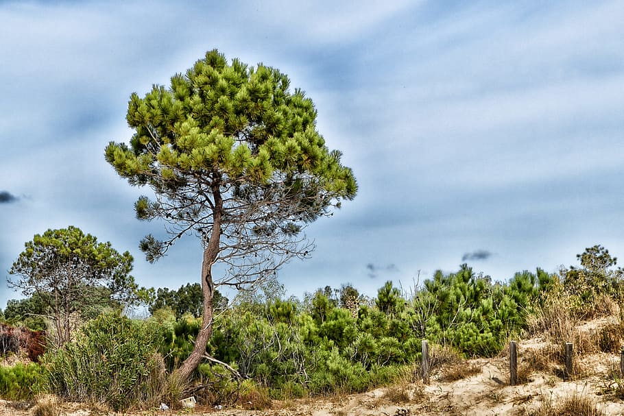 tree, hdr, laganas, greece, plant, environment, sky, landscape HD wallpaper