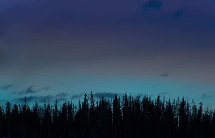 pine, tree, forest, plants, nature, dark, cloud, tranquil scene HD wallpaper