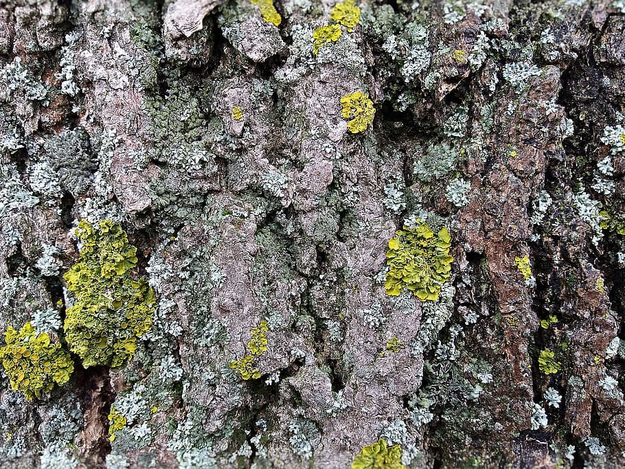 lichen, tree, nature, moss, trunk, textured, tree trunk, full frame HD wallpaper