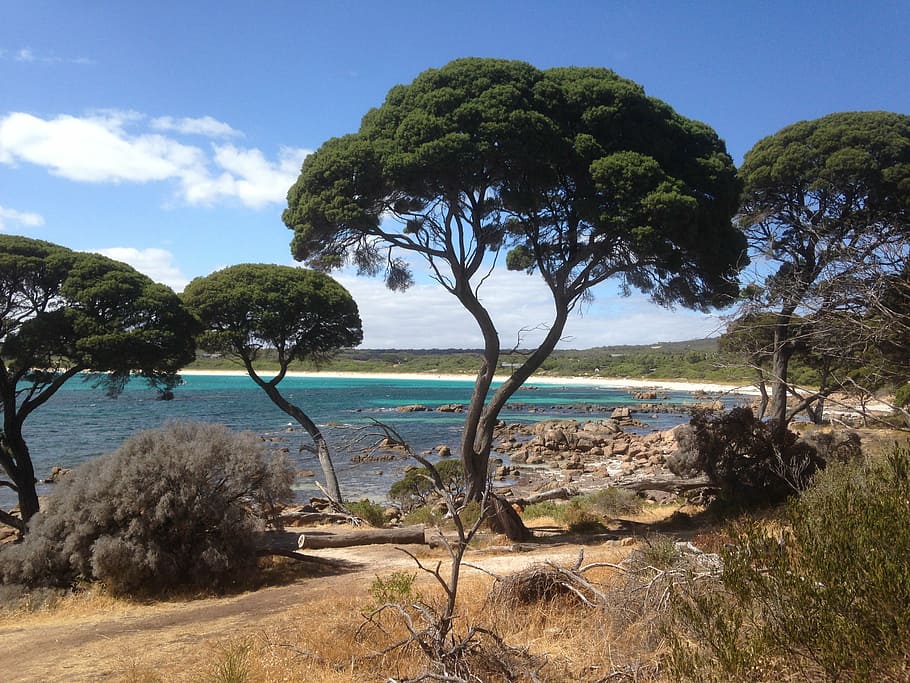 australia, nature, tree, sea, beach, landscape, scenics, plant HD wallpaper