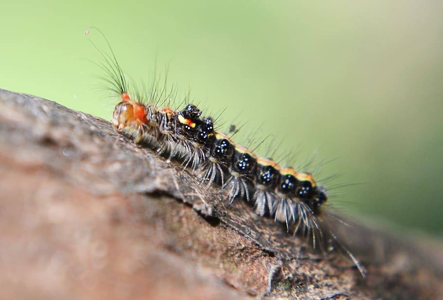 caterpillar, leaf, pest, damage, animal, nature, green, garden HD wallpaper