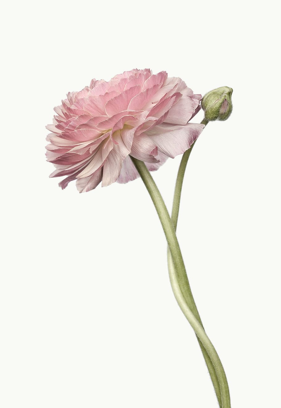 pink flower, ranunculus, blossom, bloom, spring, nature, pink Color HD wallpaper