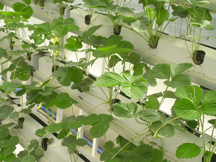 green strawberry plants, farm, market, hydroponic, produce, lettuce, HD wallpaper