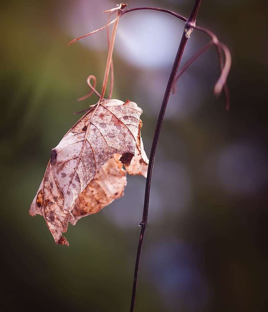 Leaf, Dry, Withered, Autumn, Leaves, close, nature, tree, season HD wallpaper