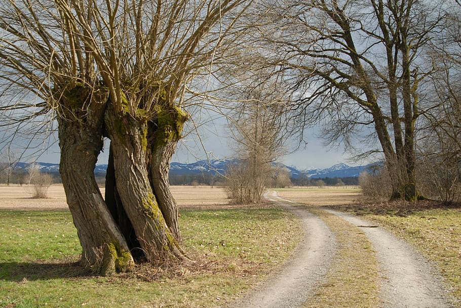 pasture, spring, tree, away, nature, road, landscape, rural Scene HD wallpaper