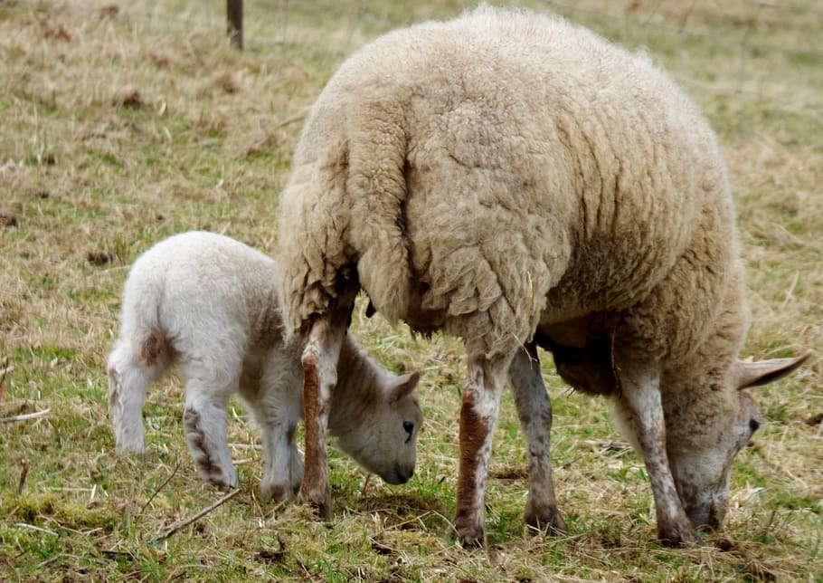 Sheep, Lamb, Browser, Nature, farm, agriculture, livestock HD wallpaper