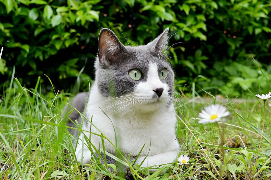 cute, animals, pet, cat, kitten, eyes, yellow, gray, white HD wallpaper