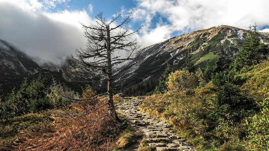 Tree, Dead, Nature, Sky, Dry, Landscape, environment, mountains HD wallpaper