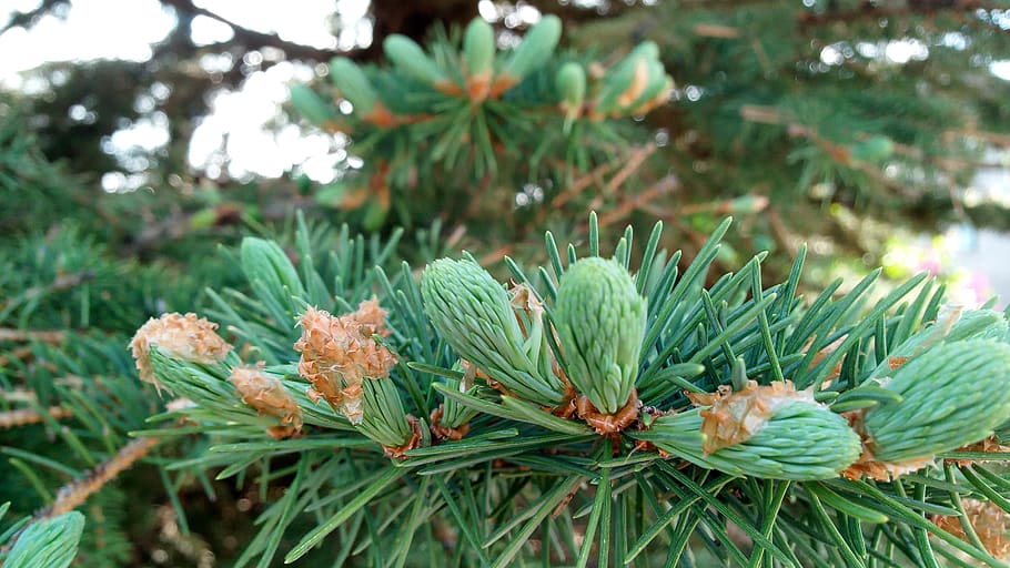 pine tree, seed, forest, seasonal, green color, plant, growth HD wallpaper