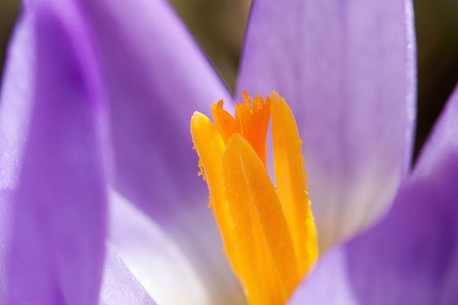Crocus, wildform, schwertliliengewaechs, spring crocus, flowers HD wallpaper
