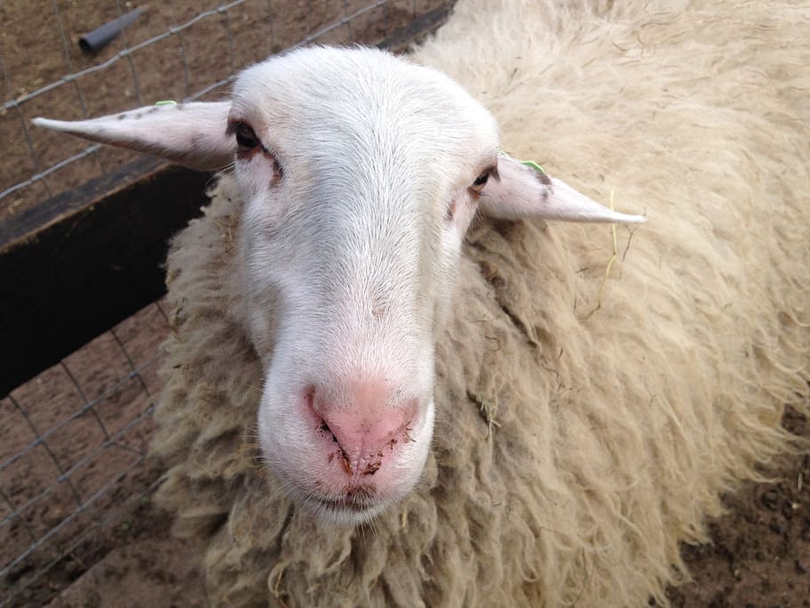 sheep, head, animal, livestock, animal themes, mammal, domestic animals HD wallpaper