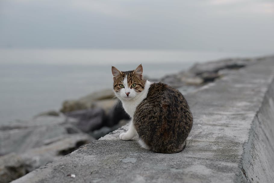 cat, suadiye, beach, istanbul, domestic Cat, pets, animal, cute, HD wallpaper