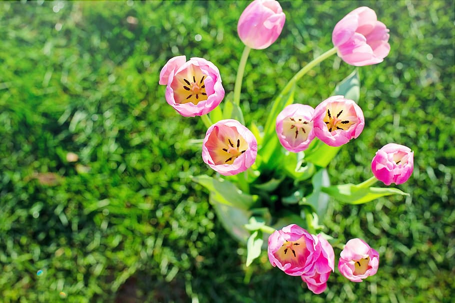 aerial photography of pink petaled flower, tulips, spring, flowers HD wallpaper