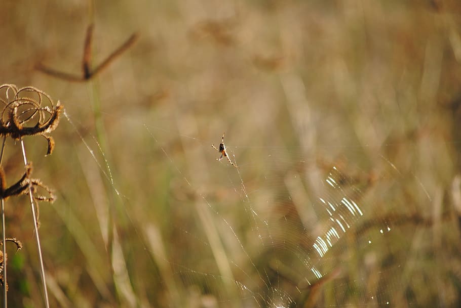 grass, spider, africa, namibia, wildlife, focus, photography HD wallpaper