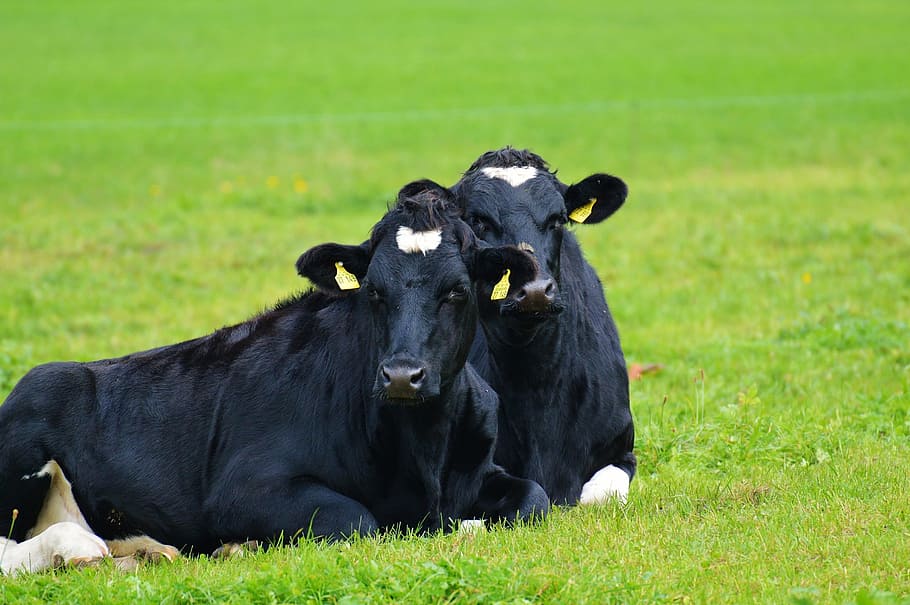 Cows, Black, Cow, Beef, Black And White, animal, agriculture HD wallpaper
