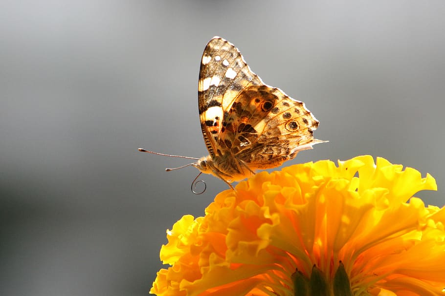 butterfly, close, macro, flora, nature, flowering twig, animal world HD wallpaper