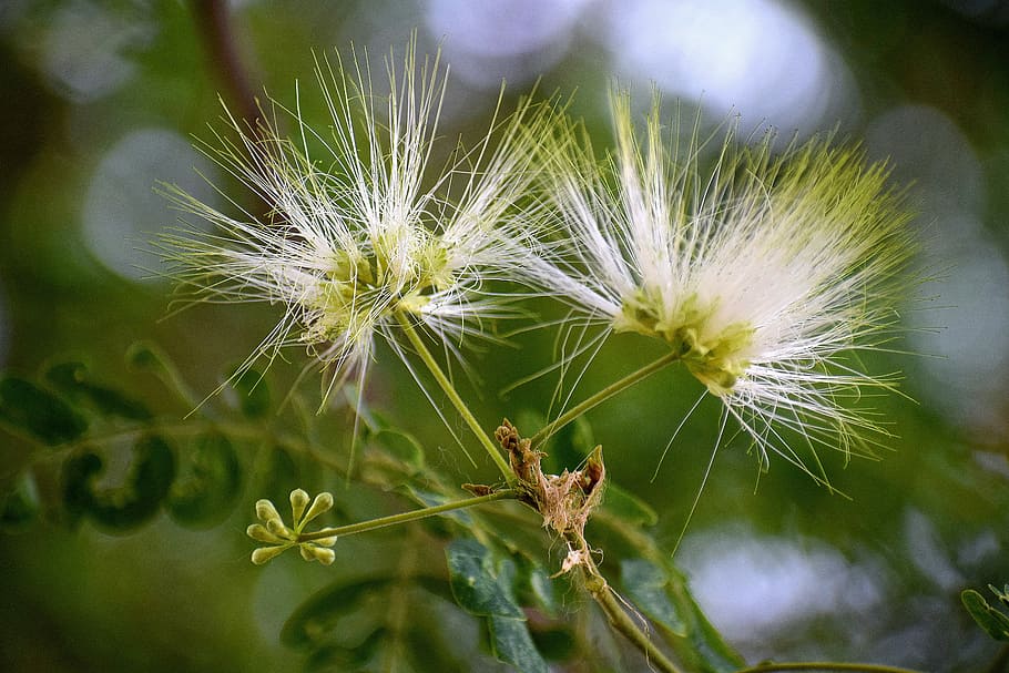 flower, nature, spring, floral, garden, blossom, plant, green HD wallpaper