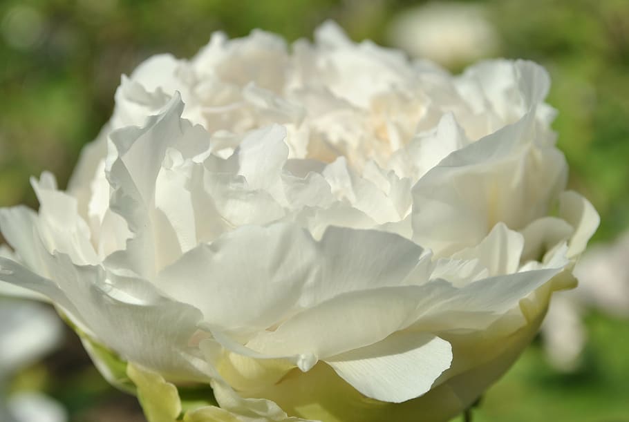 white, peony, spring, wealth, elegant, flower, flowering plant HD wallpaper
