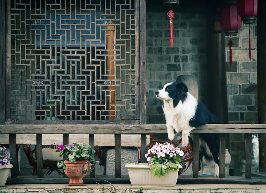 adult black and white Border collie on focus phot, Flower, Pavilion HD wallpaper
