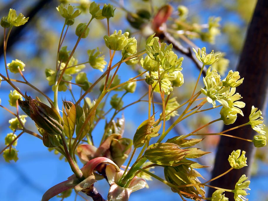 Spring, Colors, Green, Blue, growth, flower, nature, plant HD wallpaper
