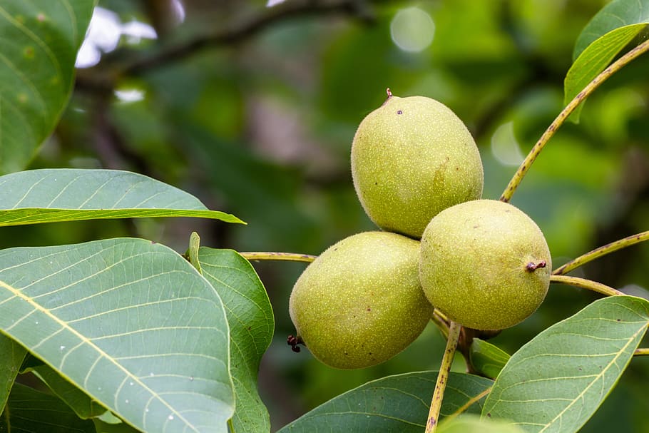 nut, nuts, walnut, shell, triplets, leaf, plant part, fruit HD wallpaper