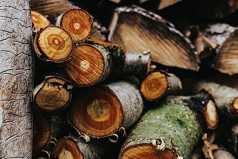 Wooden logs, forest, trunks, timber, wood - Material, firewood HD wallpaper