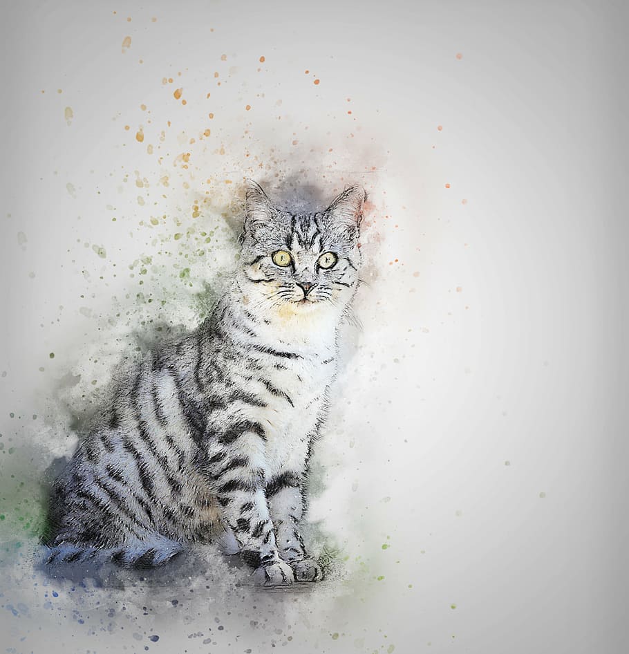 sketch of white and black cat, pet, art, abstract, vintage, watercolor, HD wallpaper