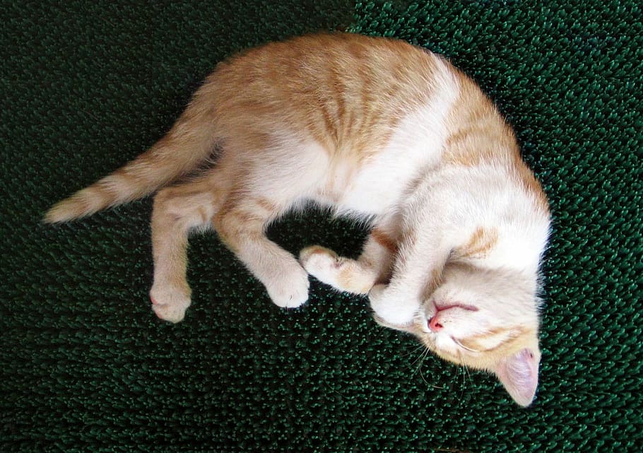 cat, tomcat, kitten, chick, sleeps, resting, little, cute, domestic HD wallpaper