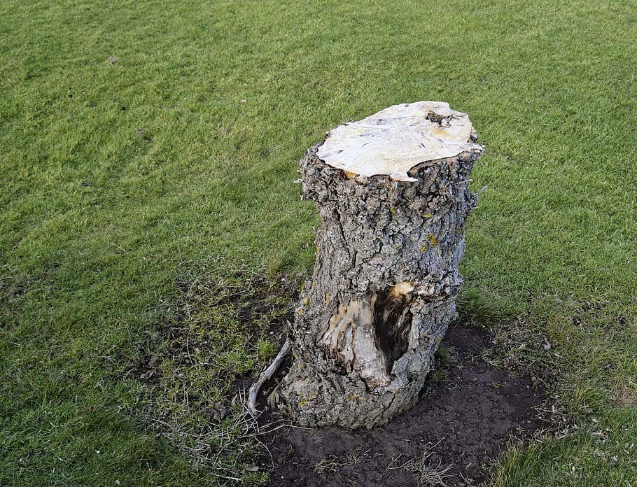 tree, stump, nature, wood, trunk, timber, bark, grass, old HD wallpaper